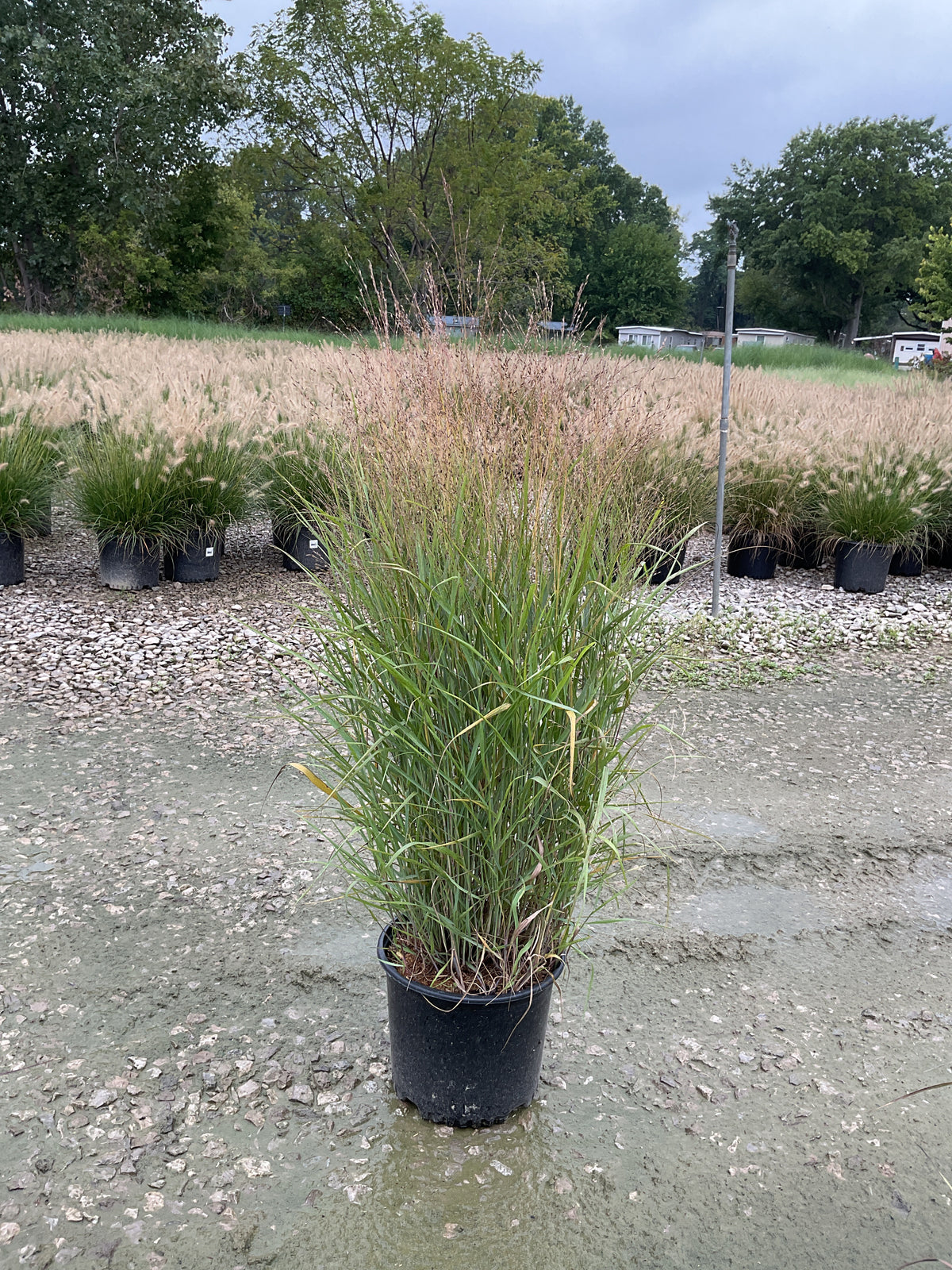 Panicum virgatum 'Shenandoah'