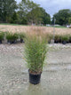 Panicum virgatum 'Shenandoah'