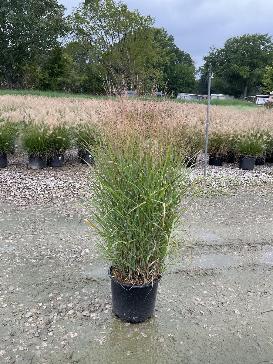 Panicum virgatum 'Shenandoah'