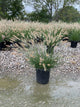 Pennisetum alopecuroides 'Hameln'