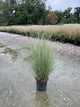 Miscanthus sinensis 'Morning Light'