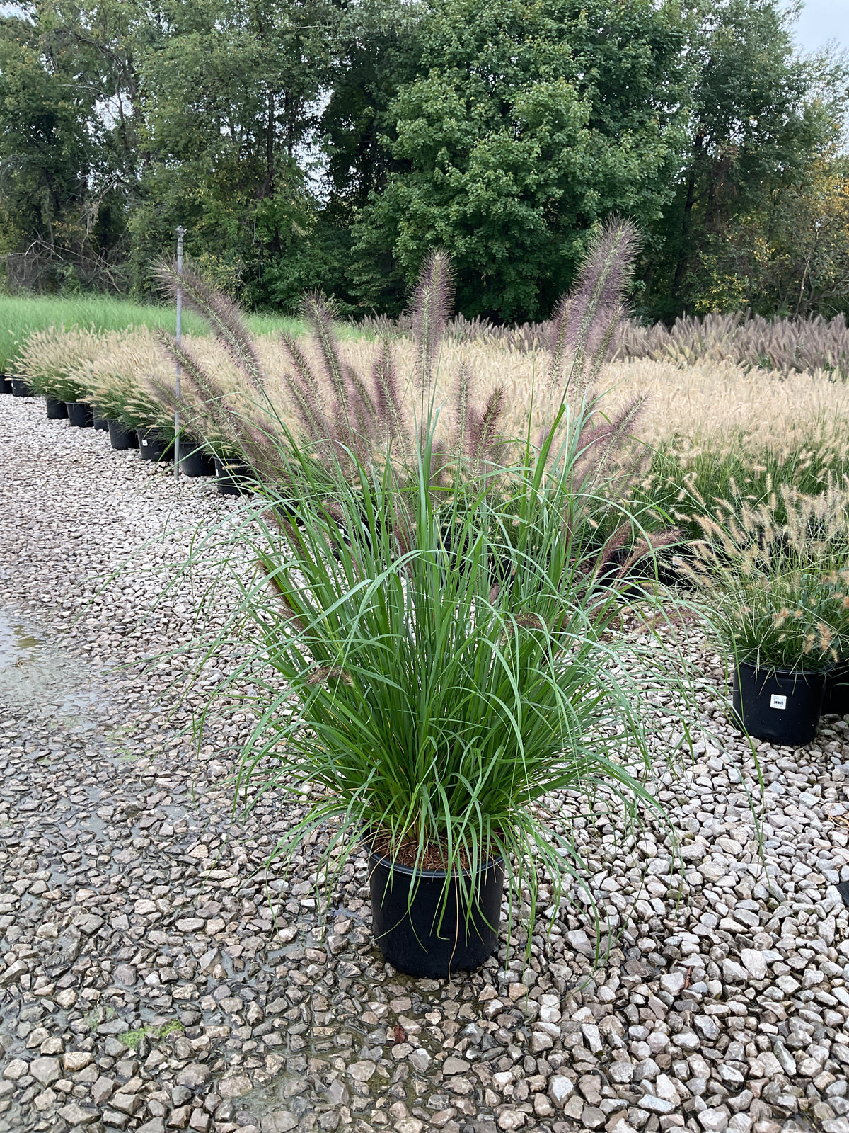 Pennisetum alopecuroides 'Red Head'