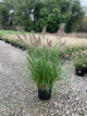 Pennisetum alopecuroides 'Red Head'