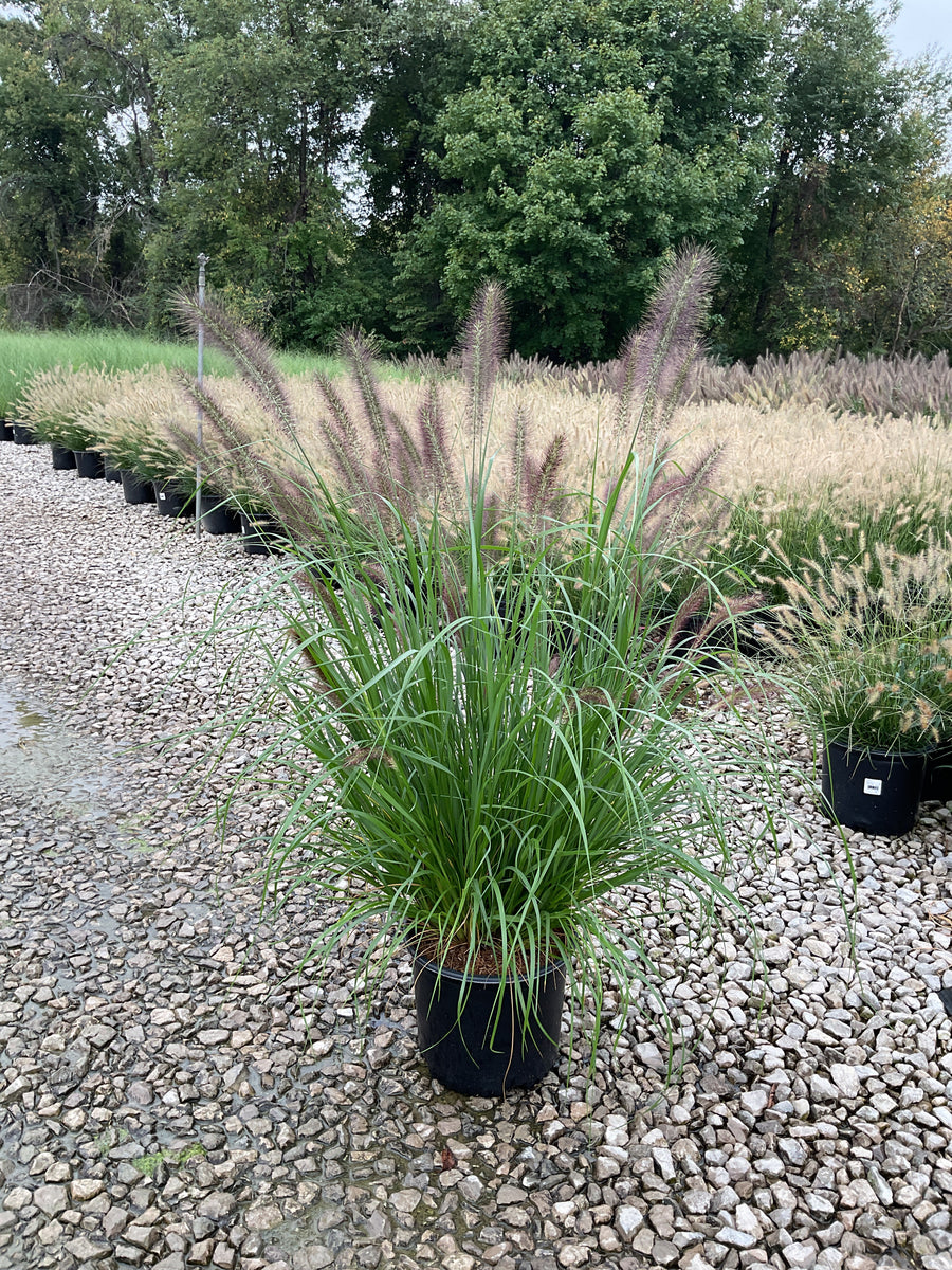 Pennisetum alopecuroides 'Red Head'