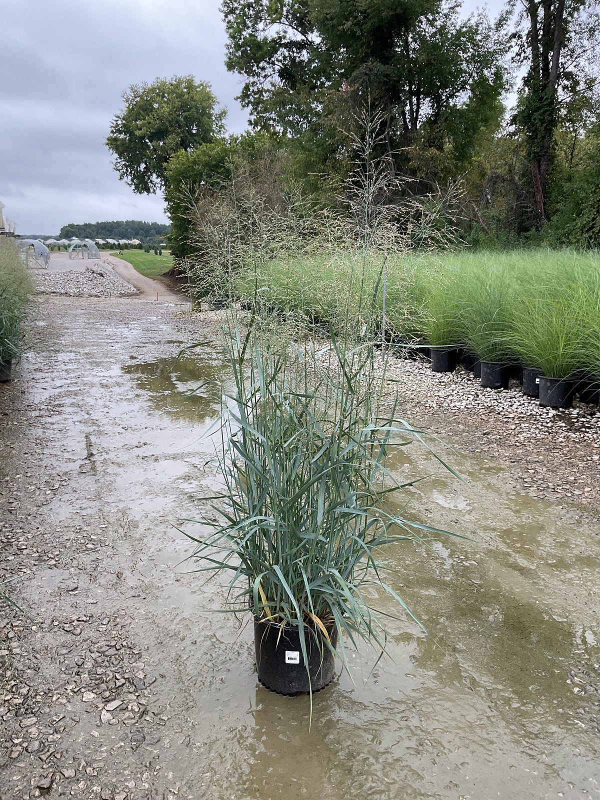 Panicum virgatum 'Heavy Metal'