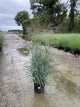 Panicum virgatum 'Heavy Metal'