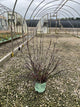 Andropogon 'And. Blackhawks'