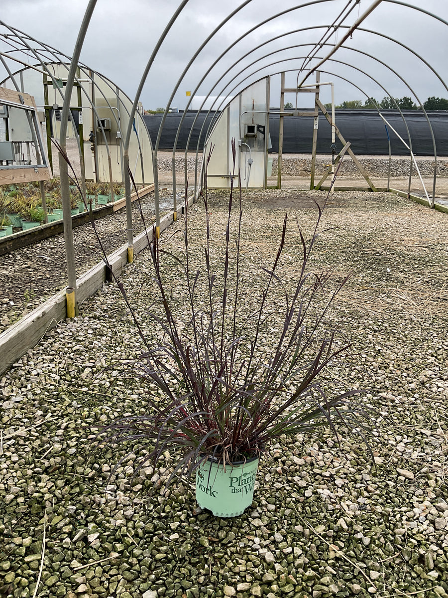 Andropogon 'And. Blackhawks' â€” G1 PTW