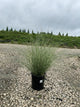Miscanthus sinensis 'Morning Light'