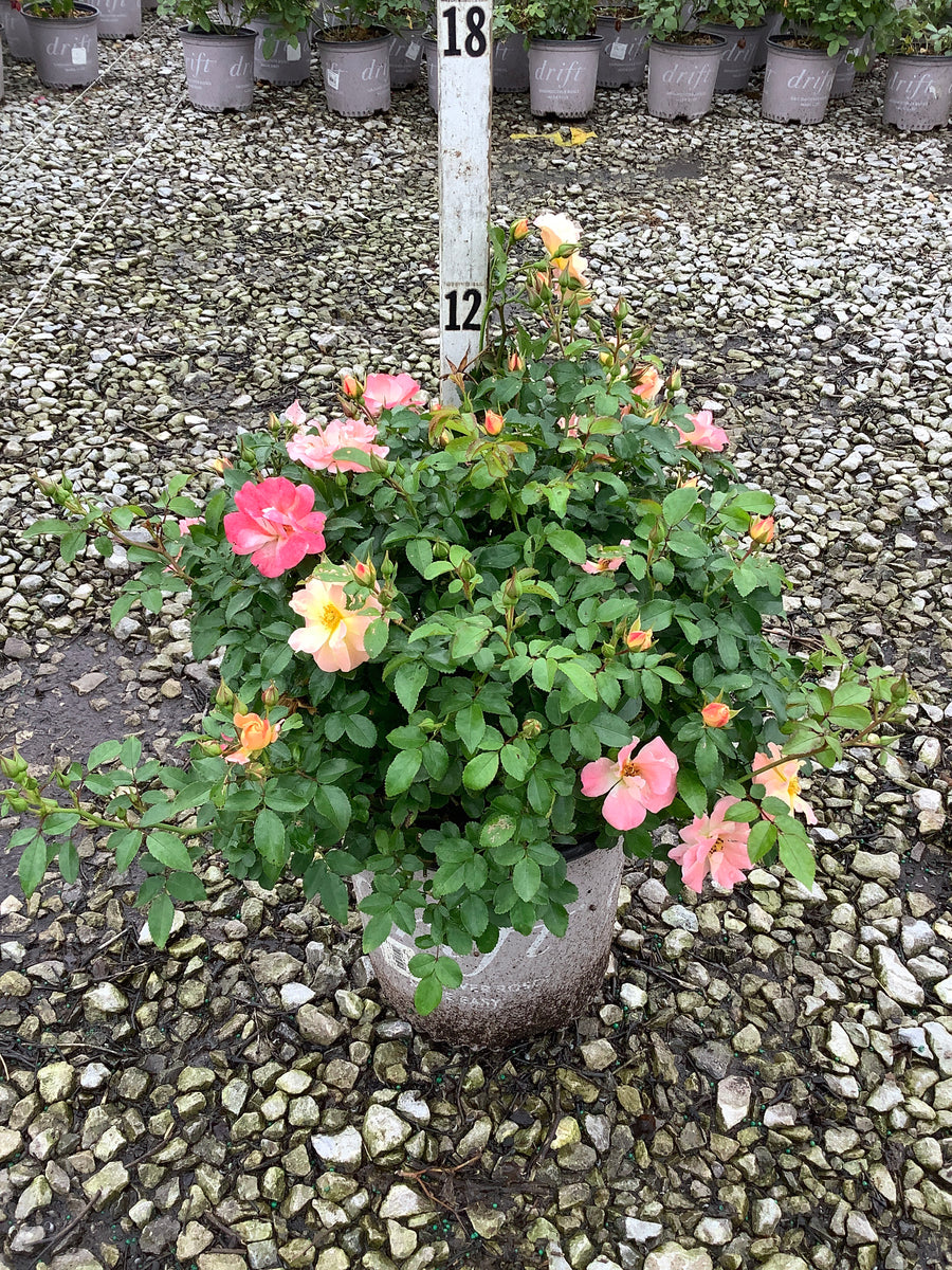 Rosa 'Drift Meiggili'