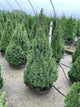 Picea glauca 'Conica'