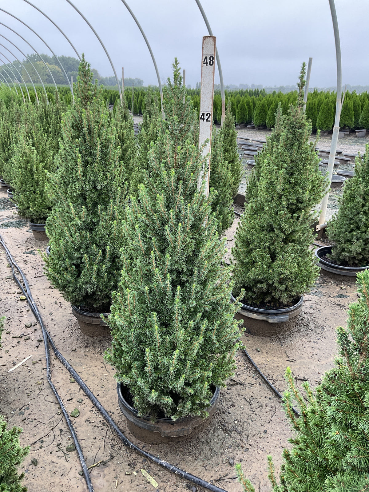 Picea glauca 'Conica'
