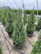 Picea glauca 'Conica'