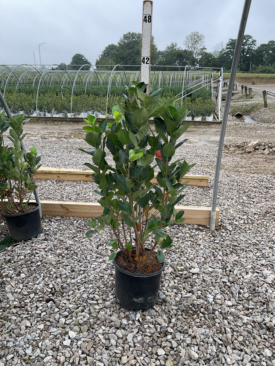 Aronia melanocarpa 'Viking'