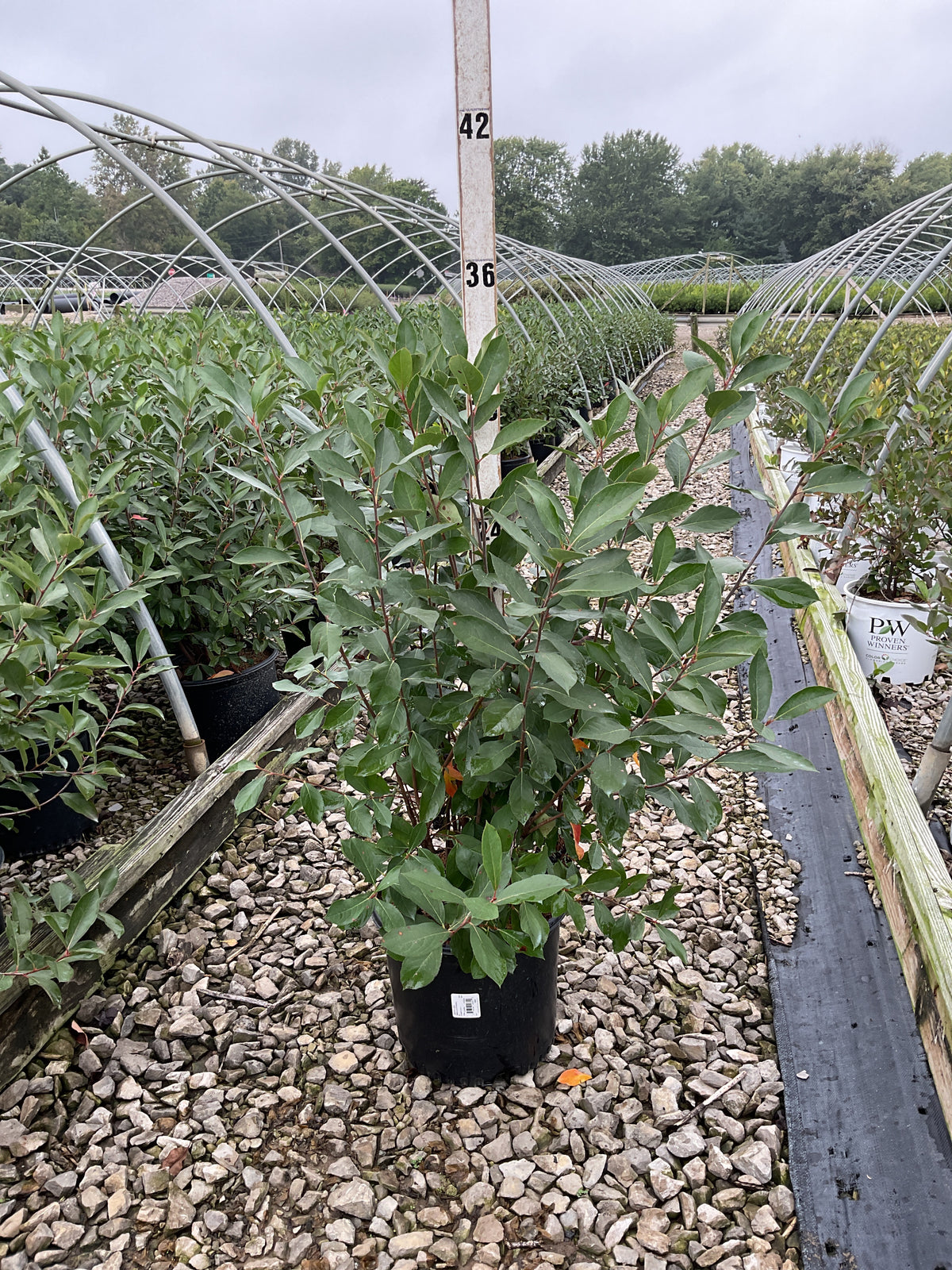 Aronia arbutifolia 'Brilliantissima'