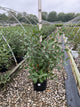 Aronia arbutifolia 'Brilliantissima'