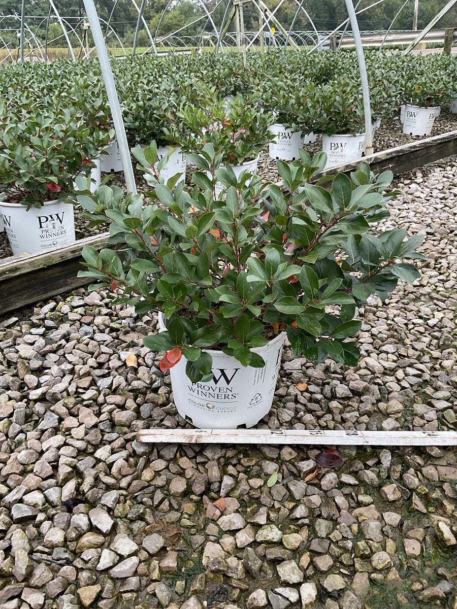 Aronia 'Low Scape Mound'