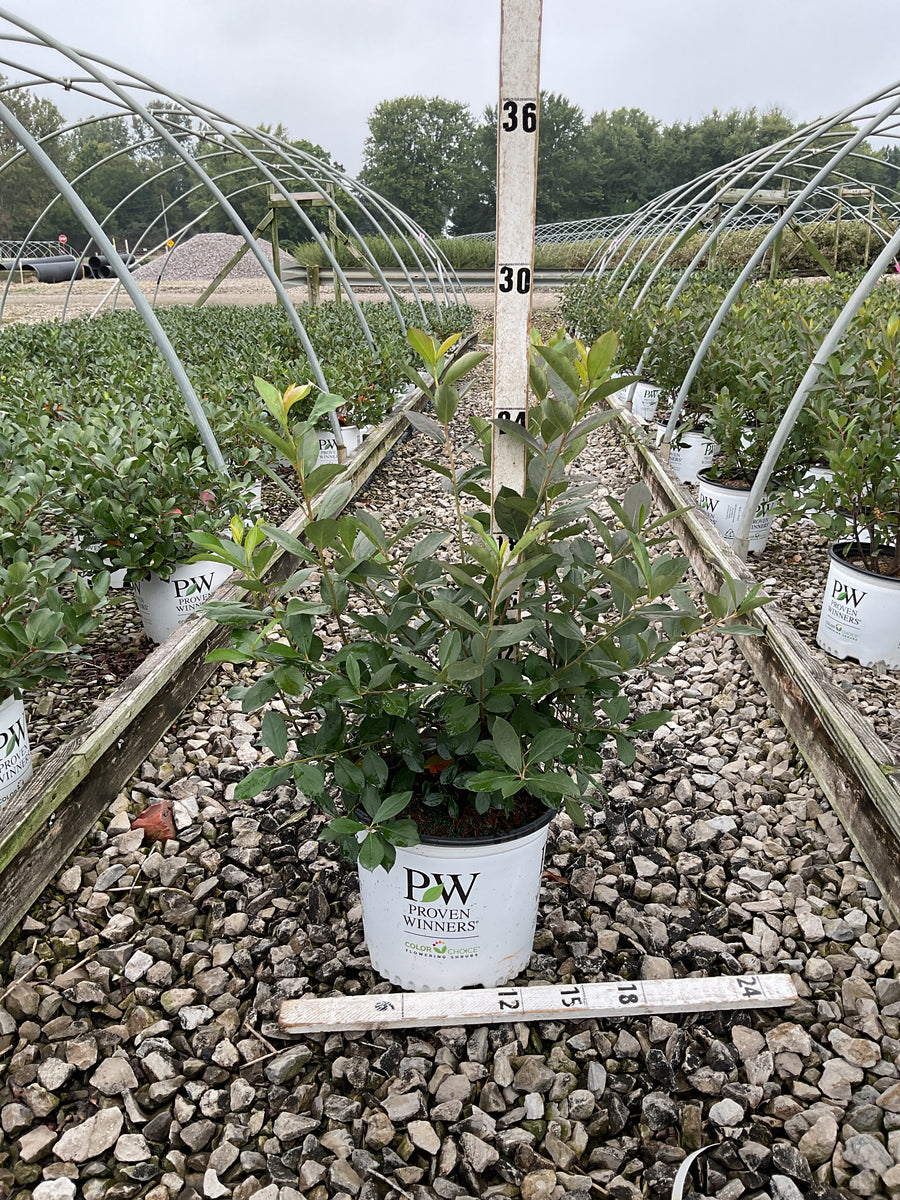 Aronia arbutifolia Berry Scape® (UCONNAA001)