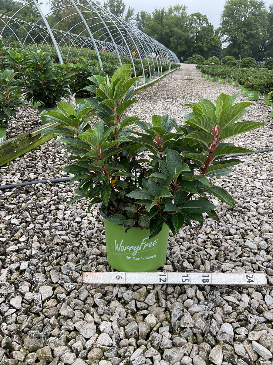 Hydrangea 'P Early Evolution'