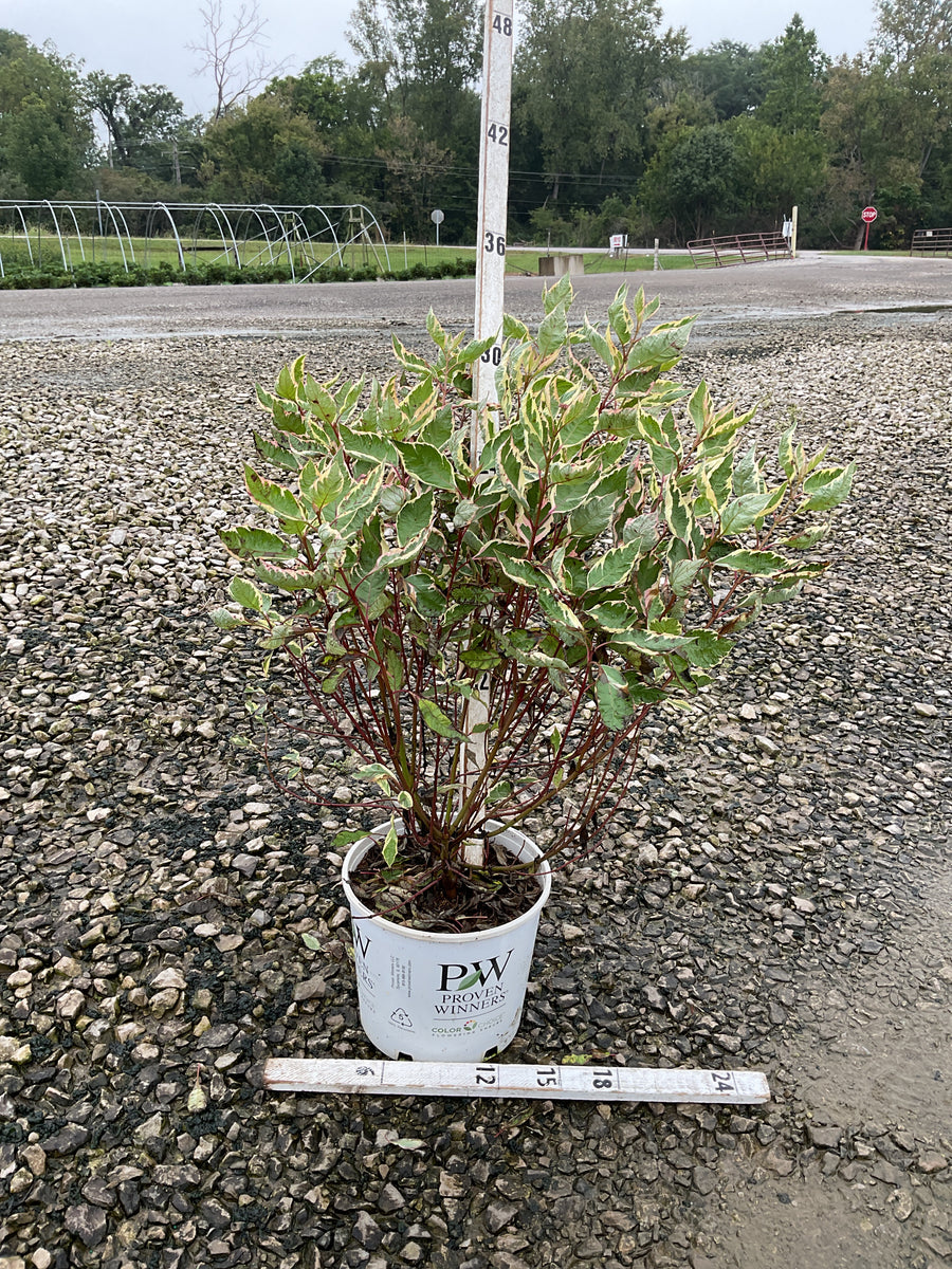 Cornus alba 'Verpaalen2' Sgt. Pepper