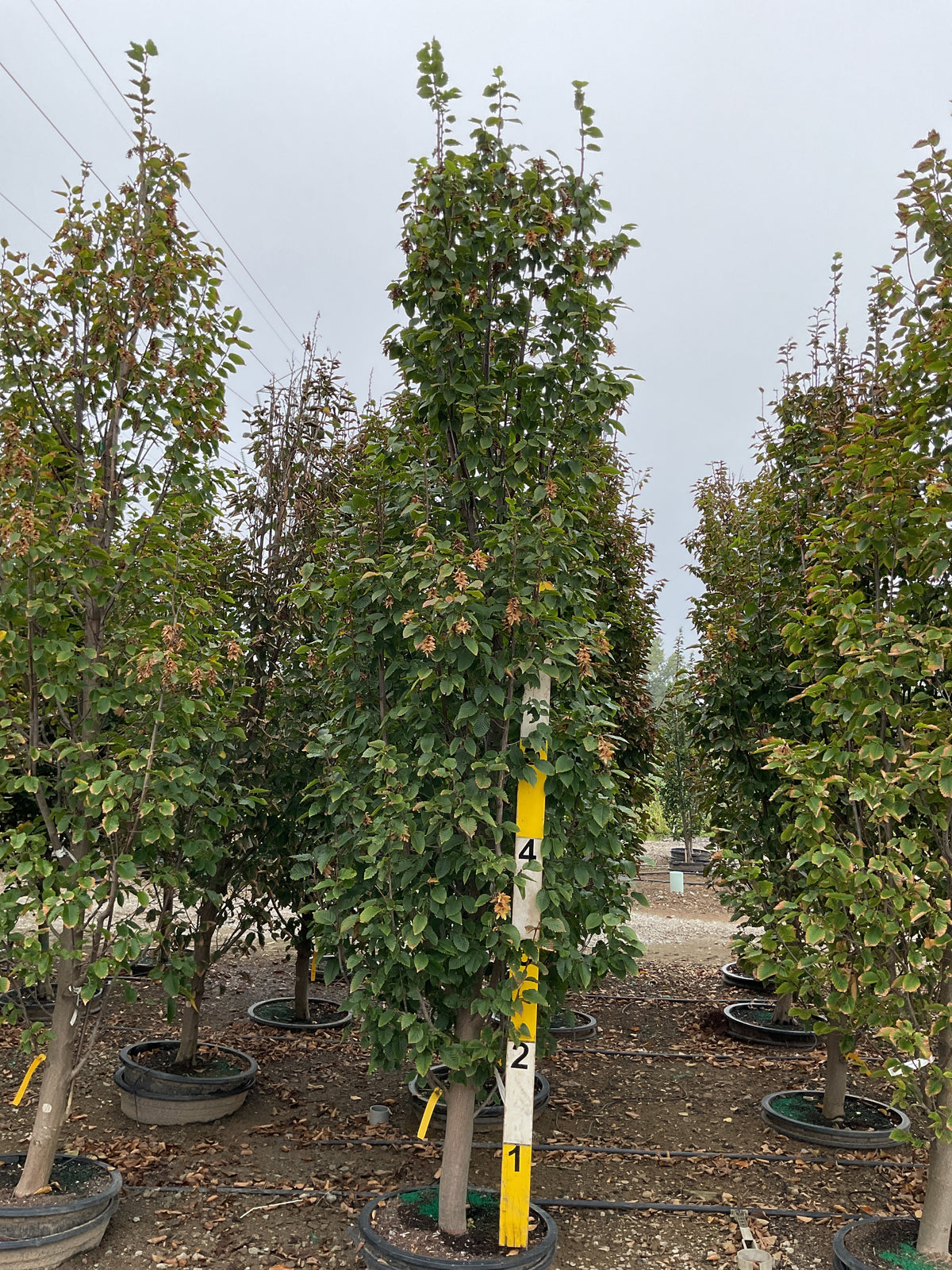 Carpinus betulus 'Emerald Avenue'