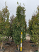 Carpinus betulus 'Emerald Avenue'