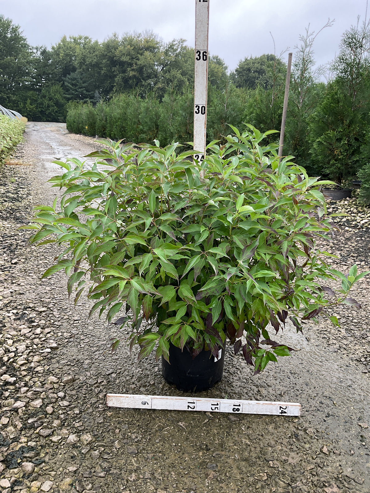 Cornus alba 'Regnzam'