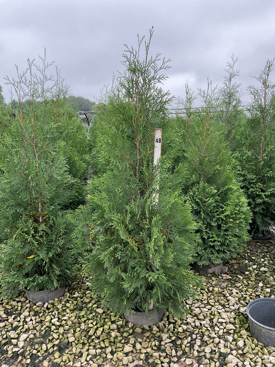 Thuja occidentalis 'American Pillar'