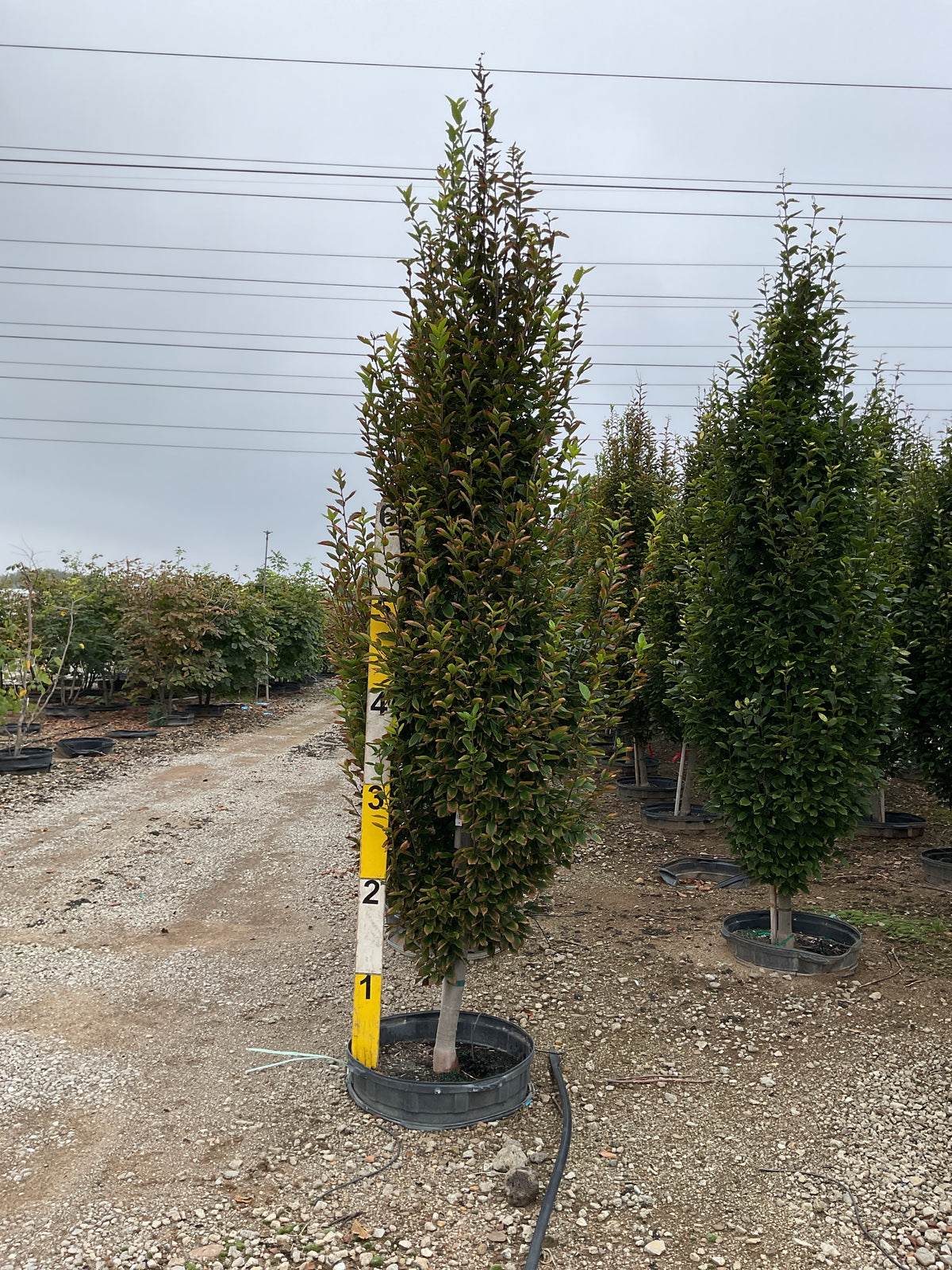 Carpinus betulus 'Fastigiata'