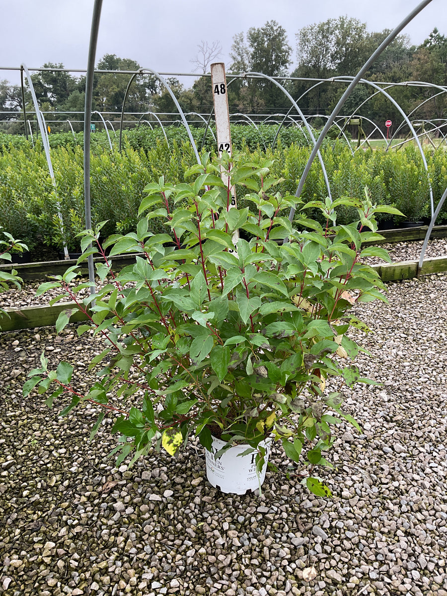 Cornus stolonifera 'Arctic Fire Red'