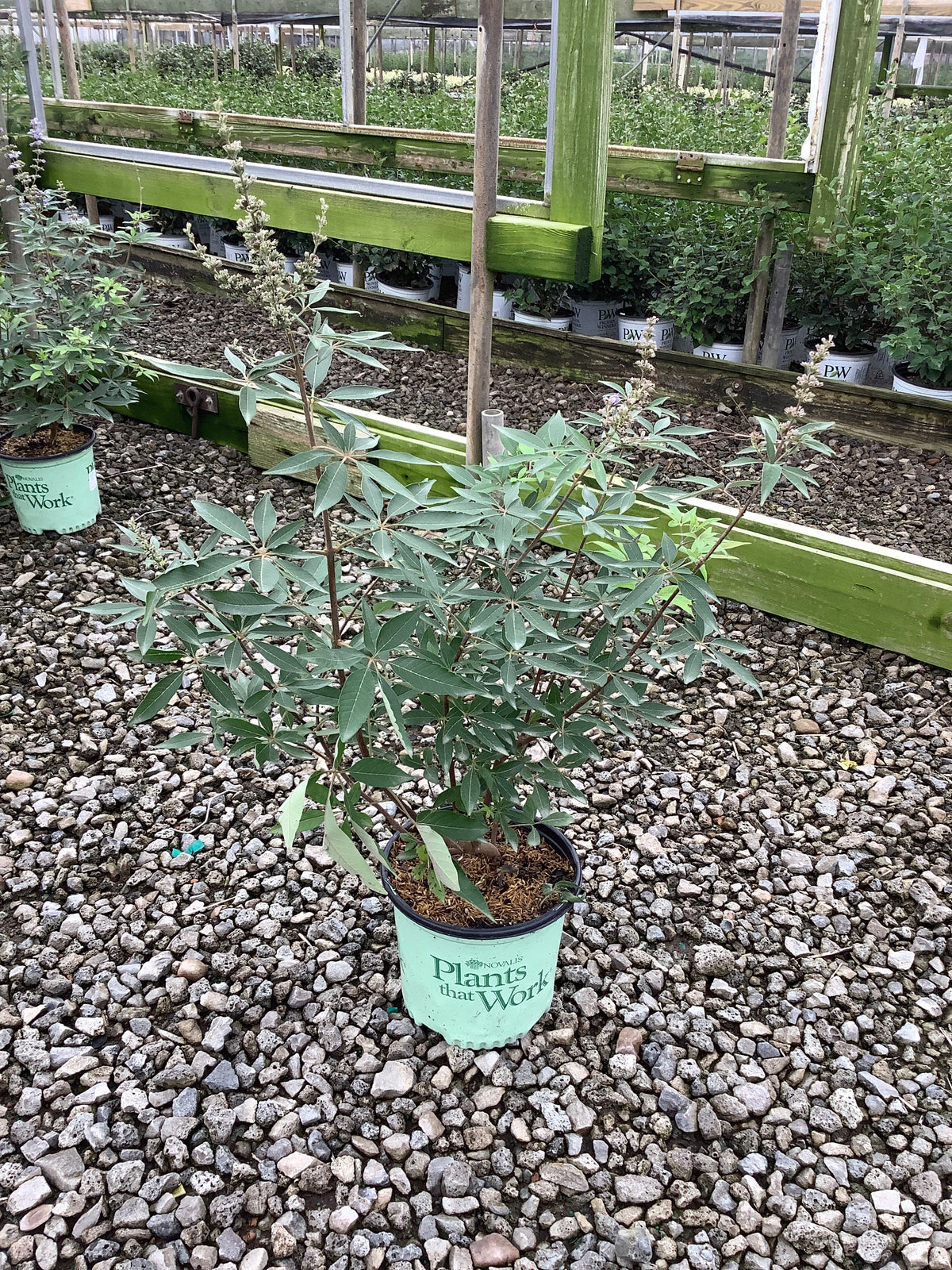 Vitex agnus castus 'Agnus-Castus'