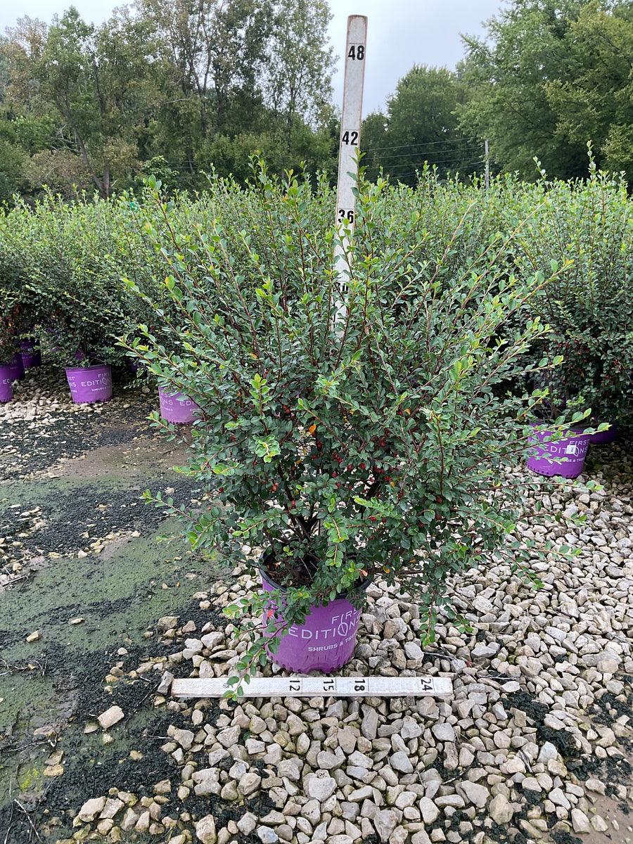 Cotoneaster 'Autumn Inferno'