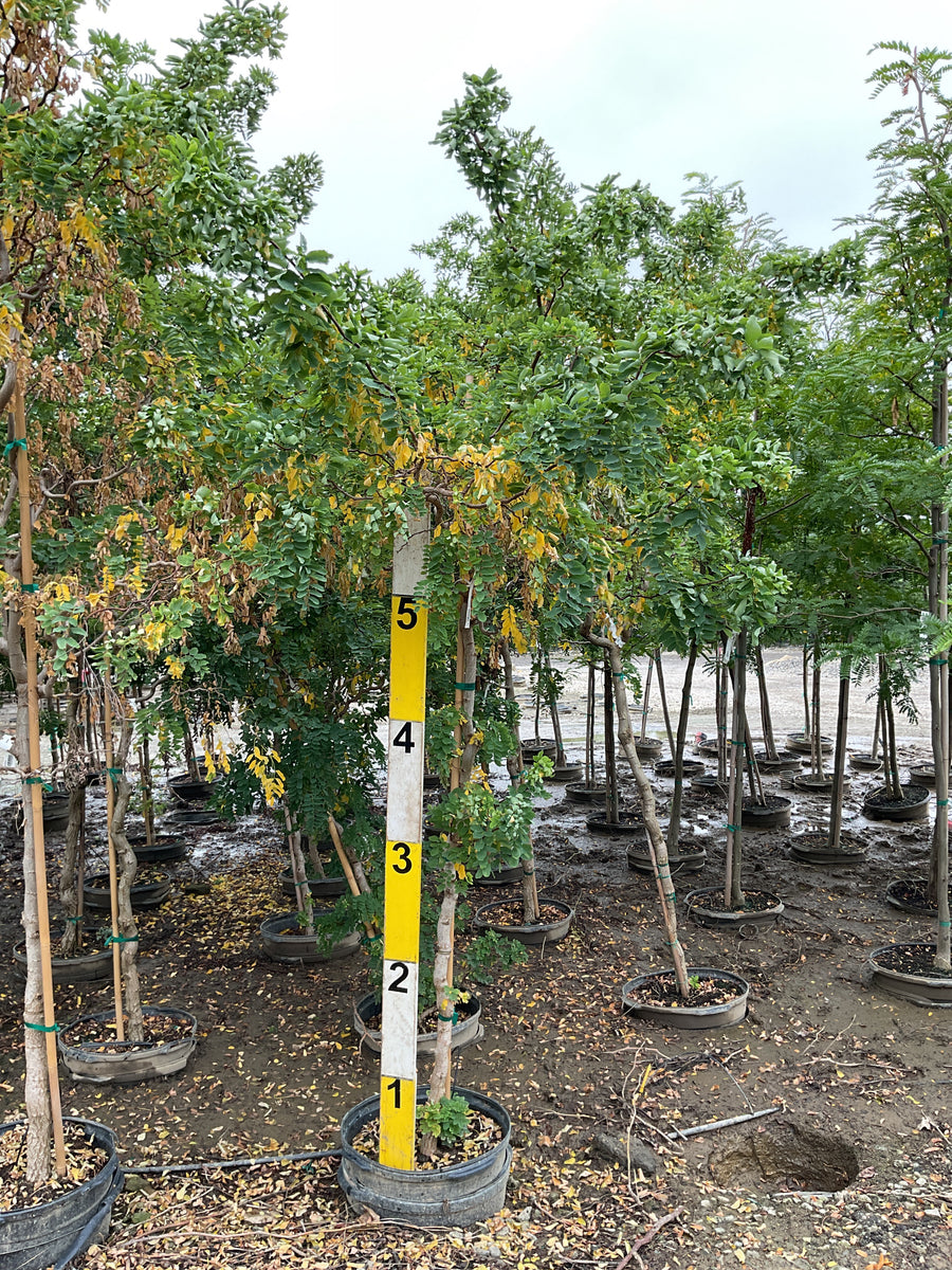 Robinia pseudoacacia 'Twisty Baby'