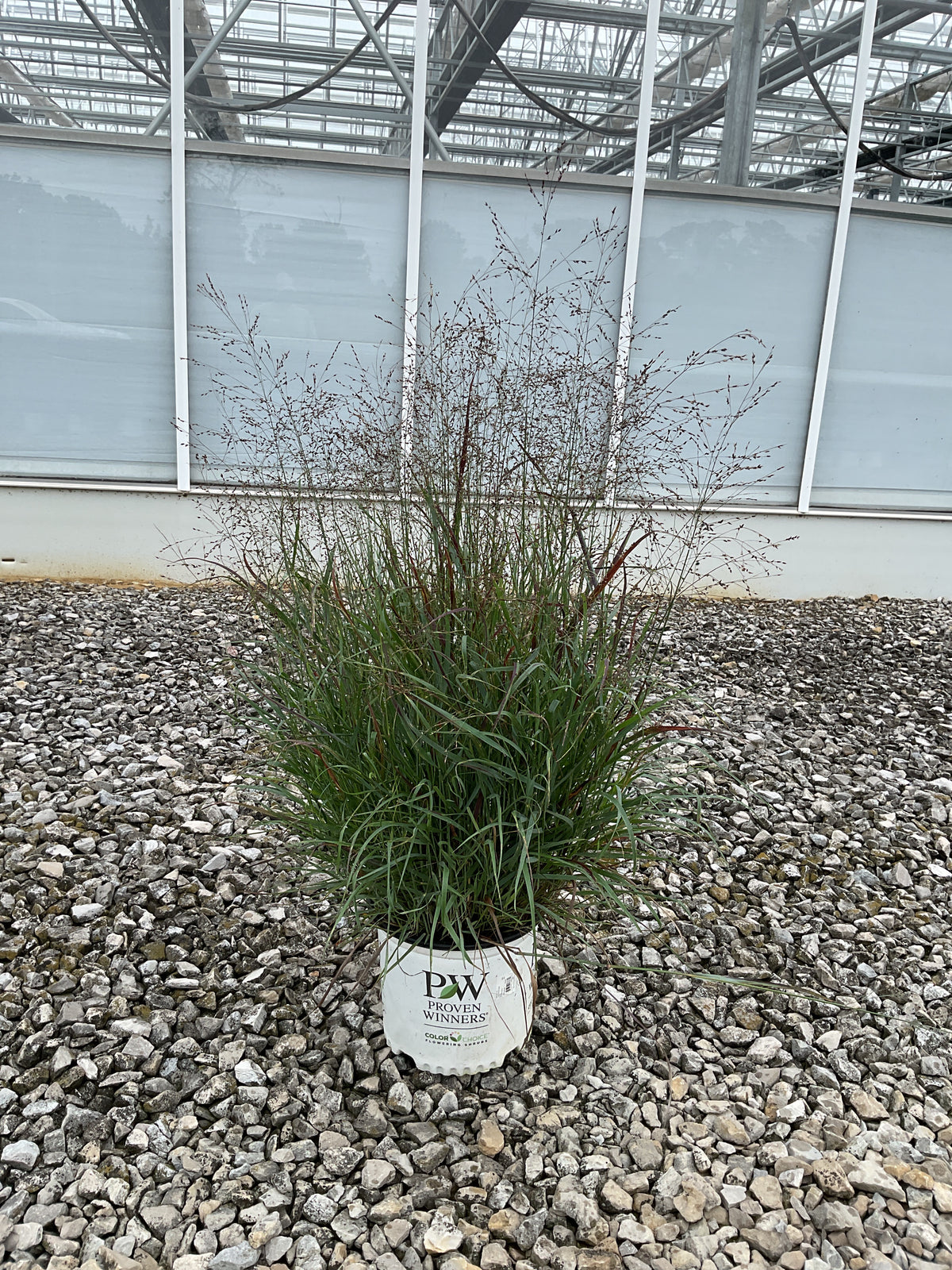 Panicum virgatum 'Cheyenne Sky'