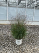 Panicum virgatum 'Cheyenne Sky'
