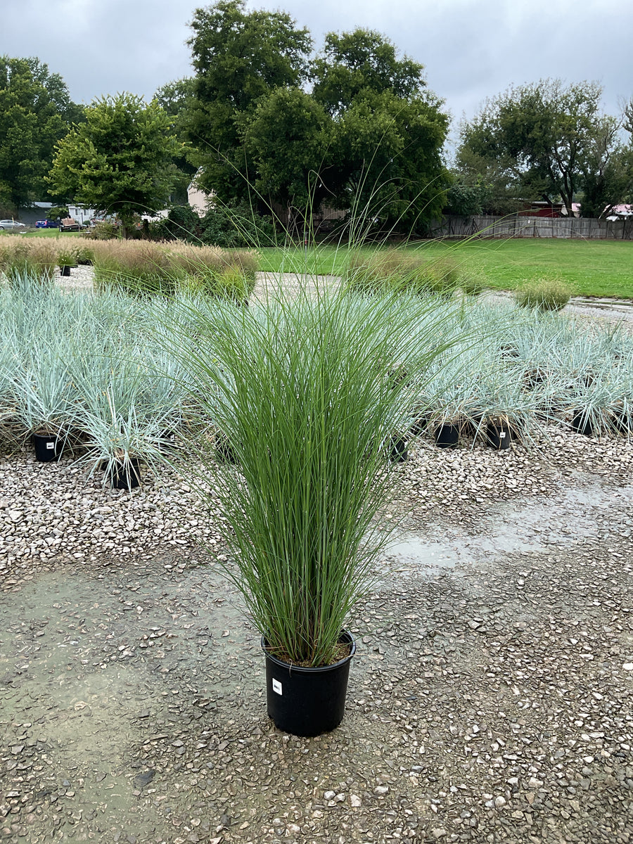 Miscanthus sinensis 'Gracillimus'