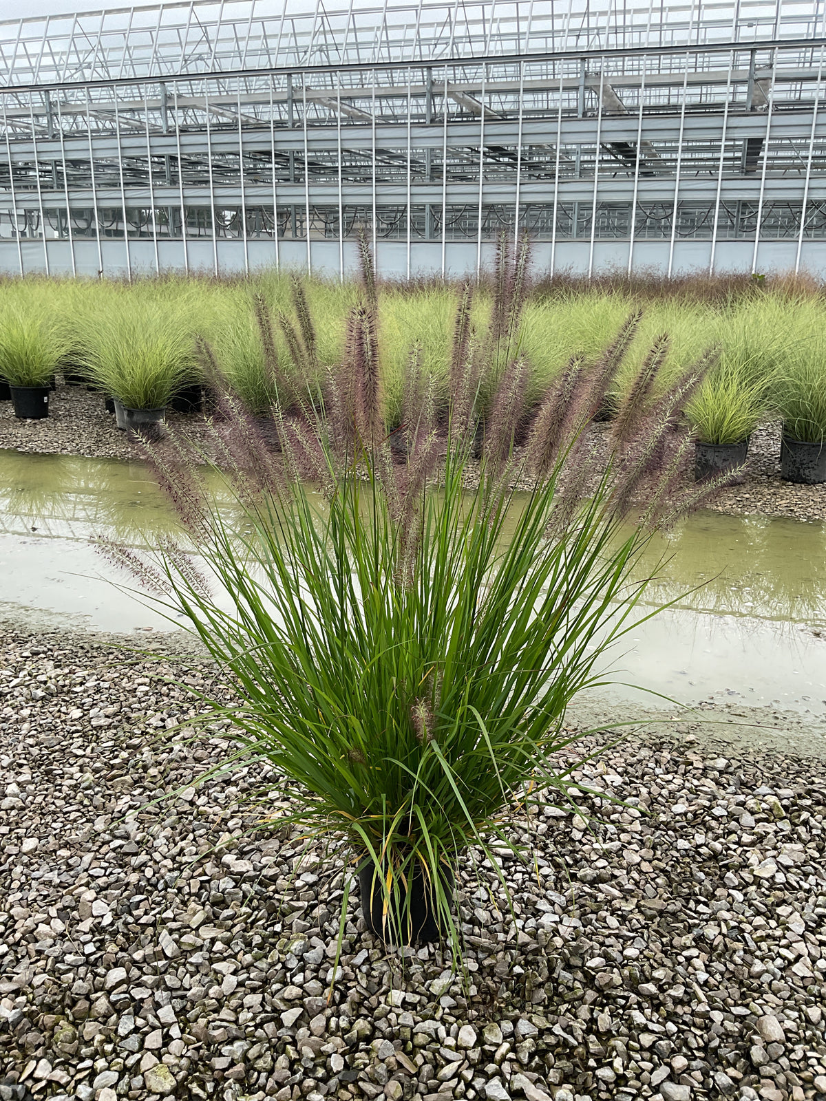 Pennisetum alopecuroides 'Red Head'