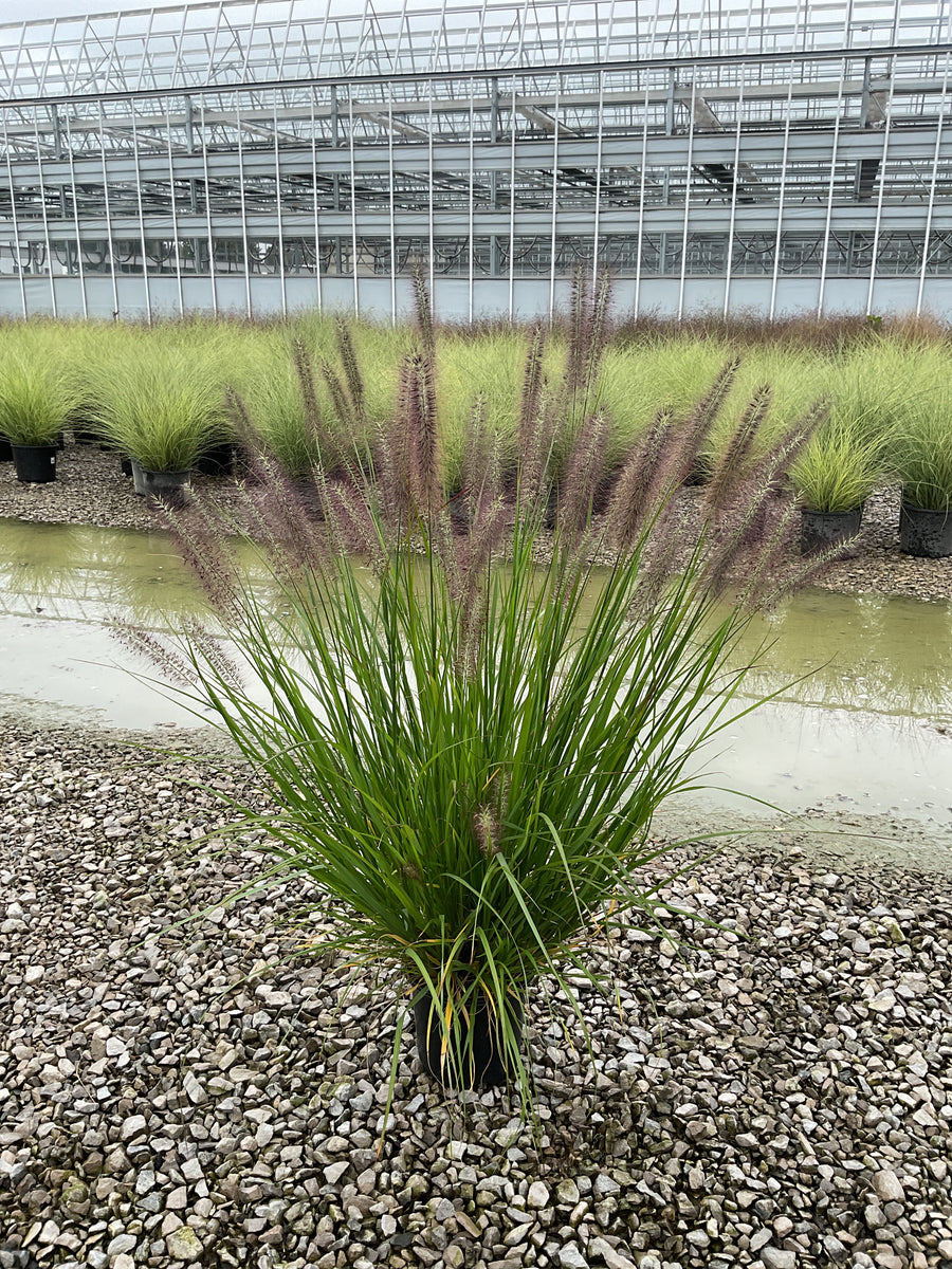 Pennisetum alopecuroides 'Red Head'