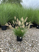 Pennisetum alopecuroides 'Hameln'