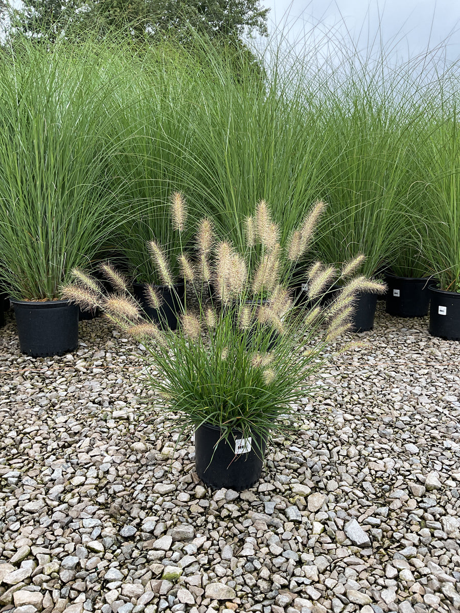 Pennisetum alopecuroides 'Hameln'