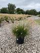 Pennisetum alopecuroides 'Hameln'
