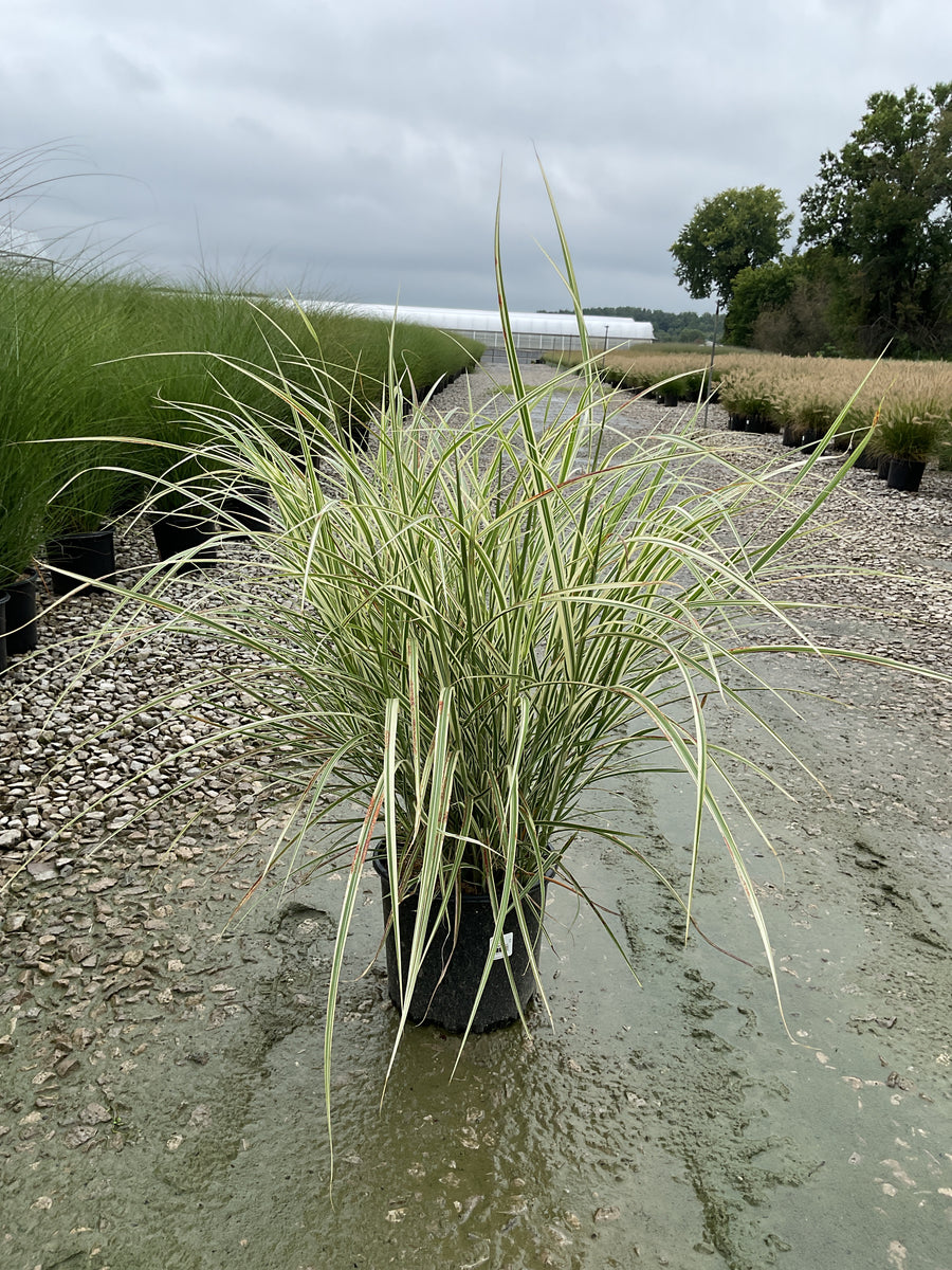 Miscanthus sinensis 'Variegata'