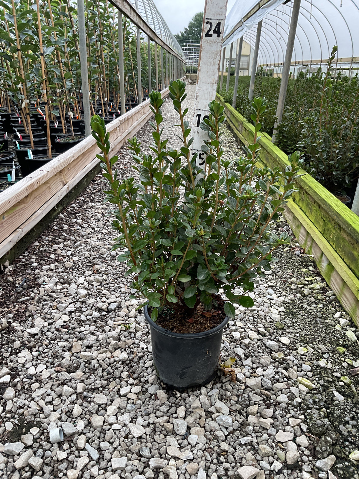 Azalea x 'Stewartstonian'