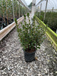 Azalea x 'Stewartstonian'