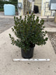 Azalea x 'Stewartstonian'