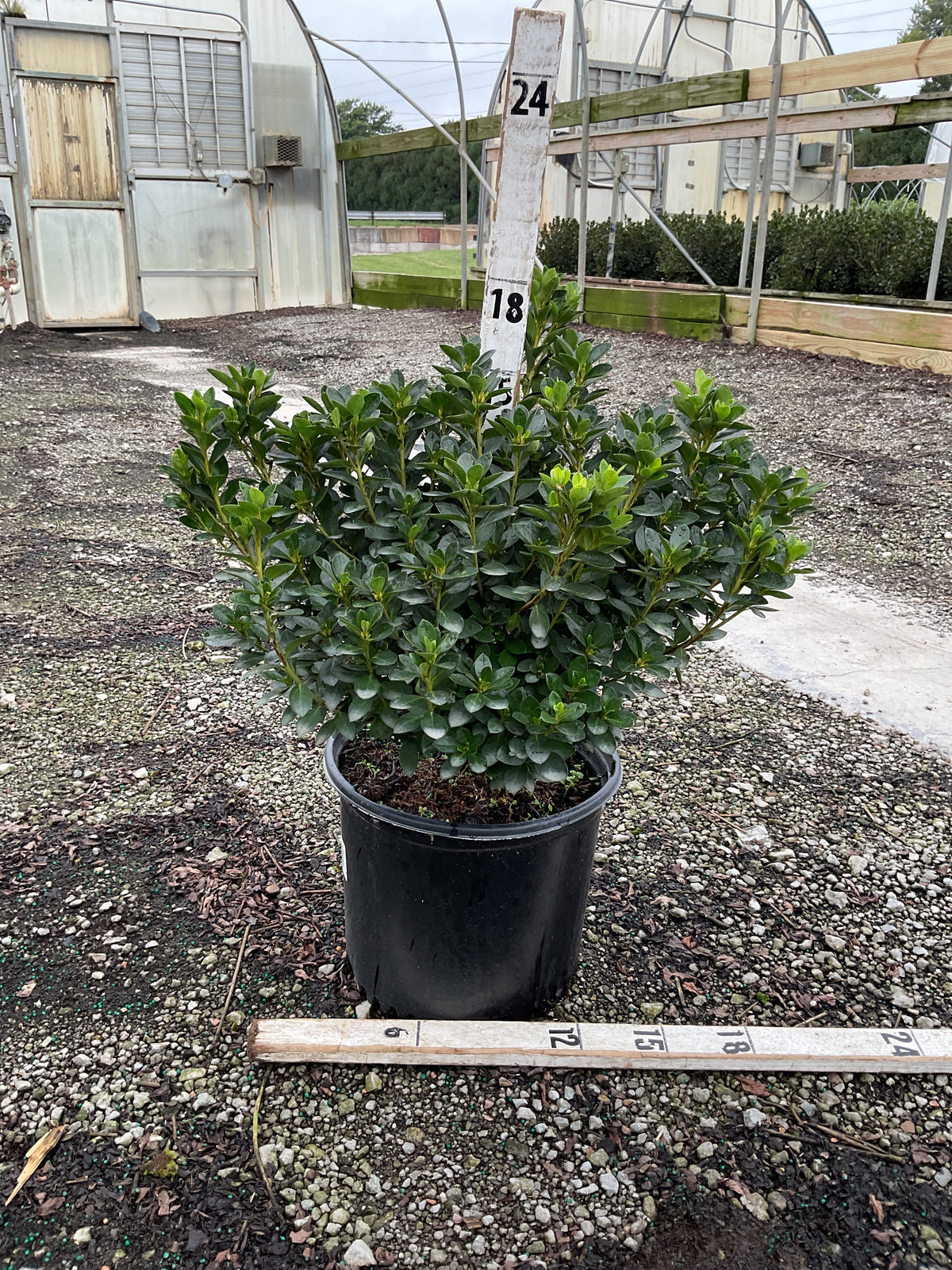 Azalea x 'Rosebud'