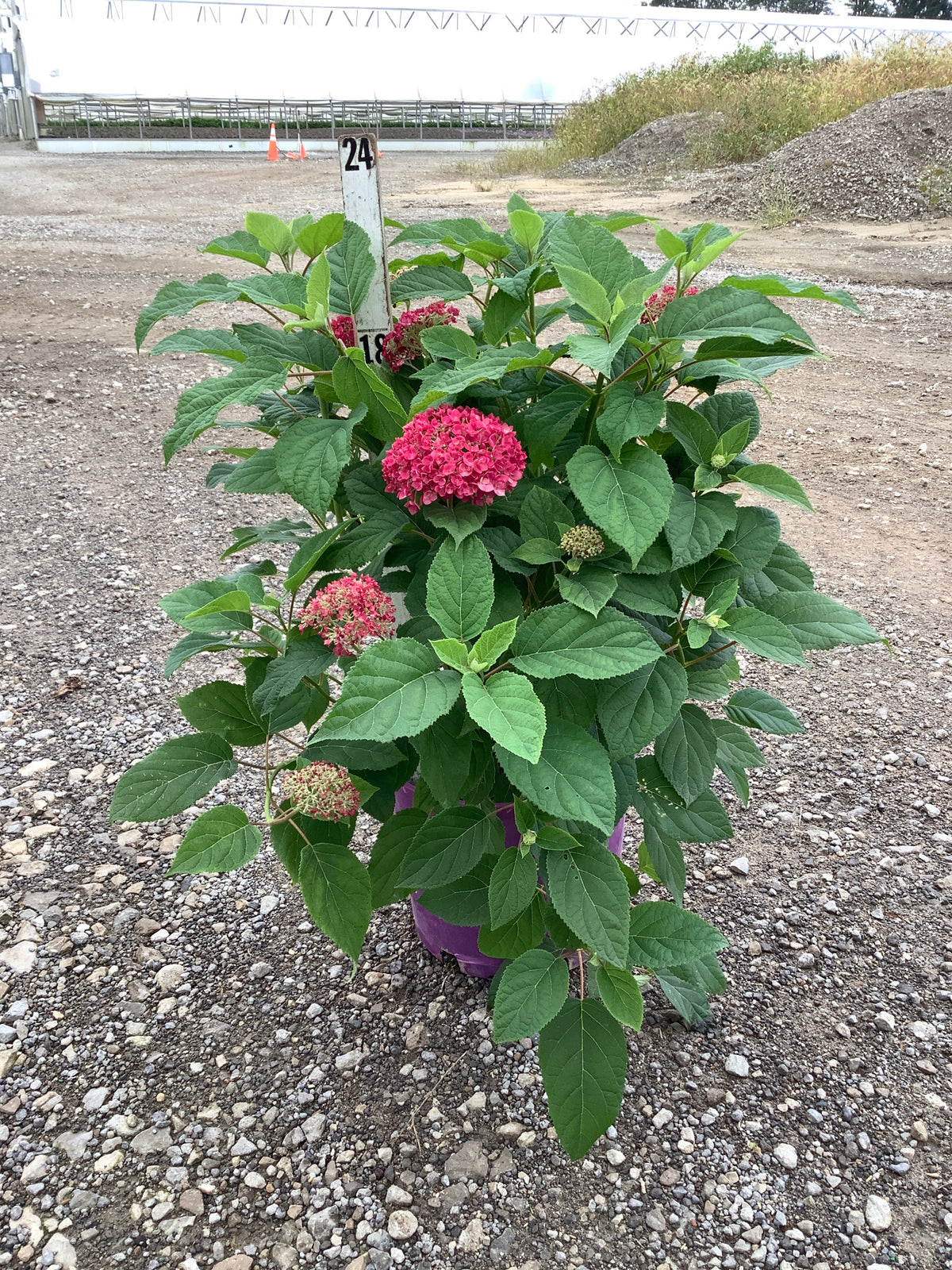 Hydrangea arborescens ‘Dreamscape’  'BAICZ10' PP37,420