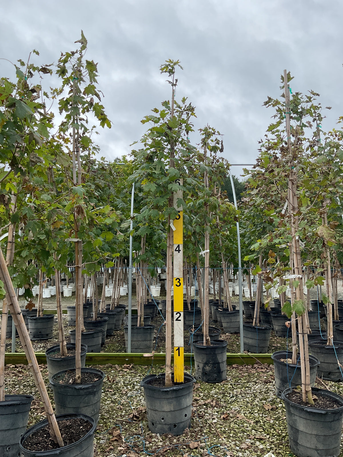 Acer saccharum