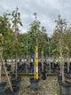 Acer saccharum