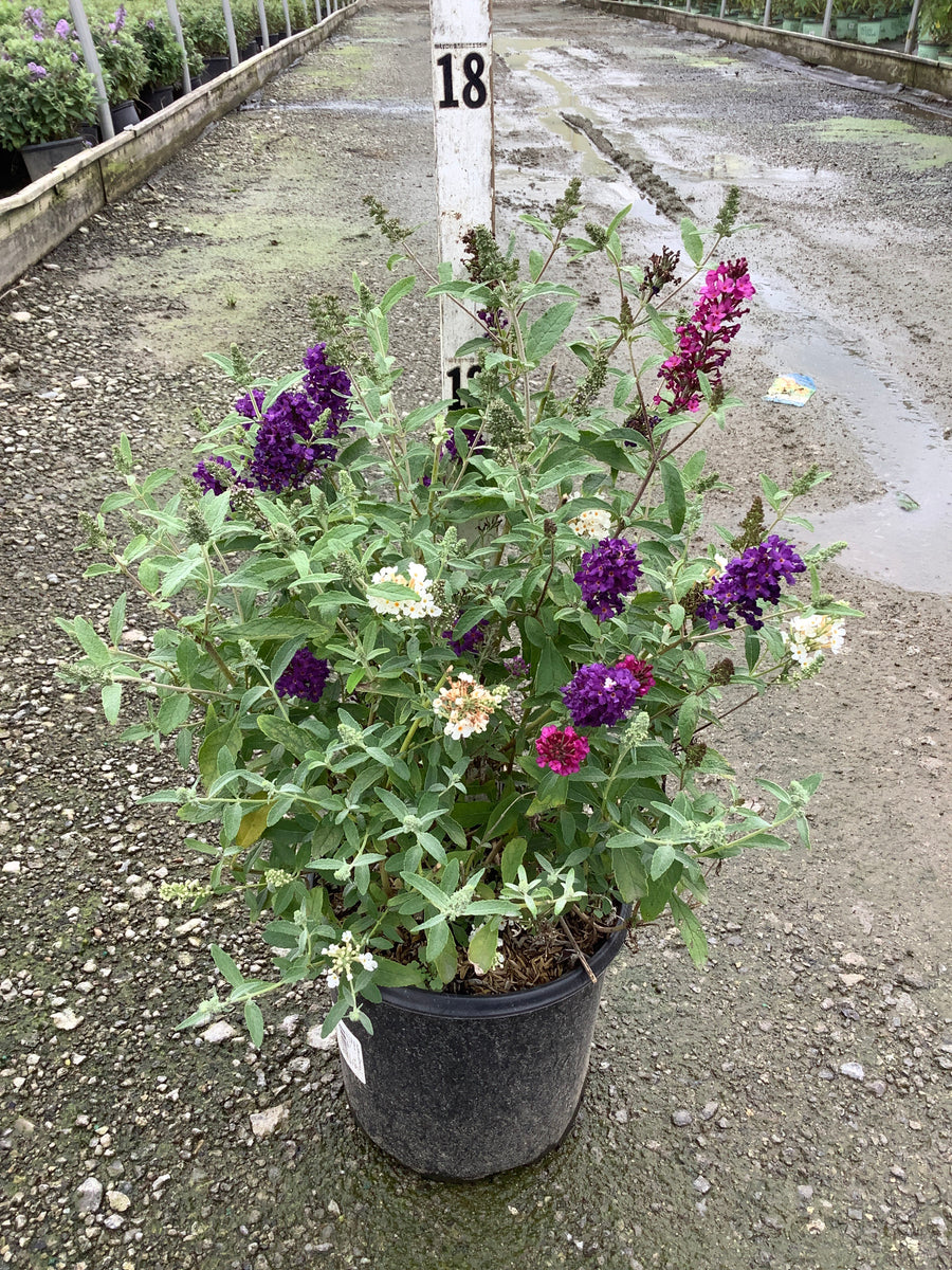 Buddleia davidii BUZZ series ‘Sky Blue’, ‘Hot Raspberry’, “ivory’ â€” G1
